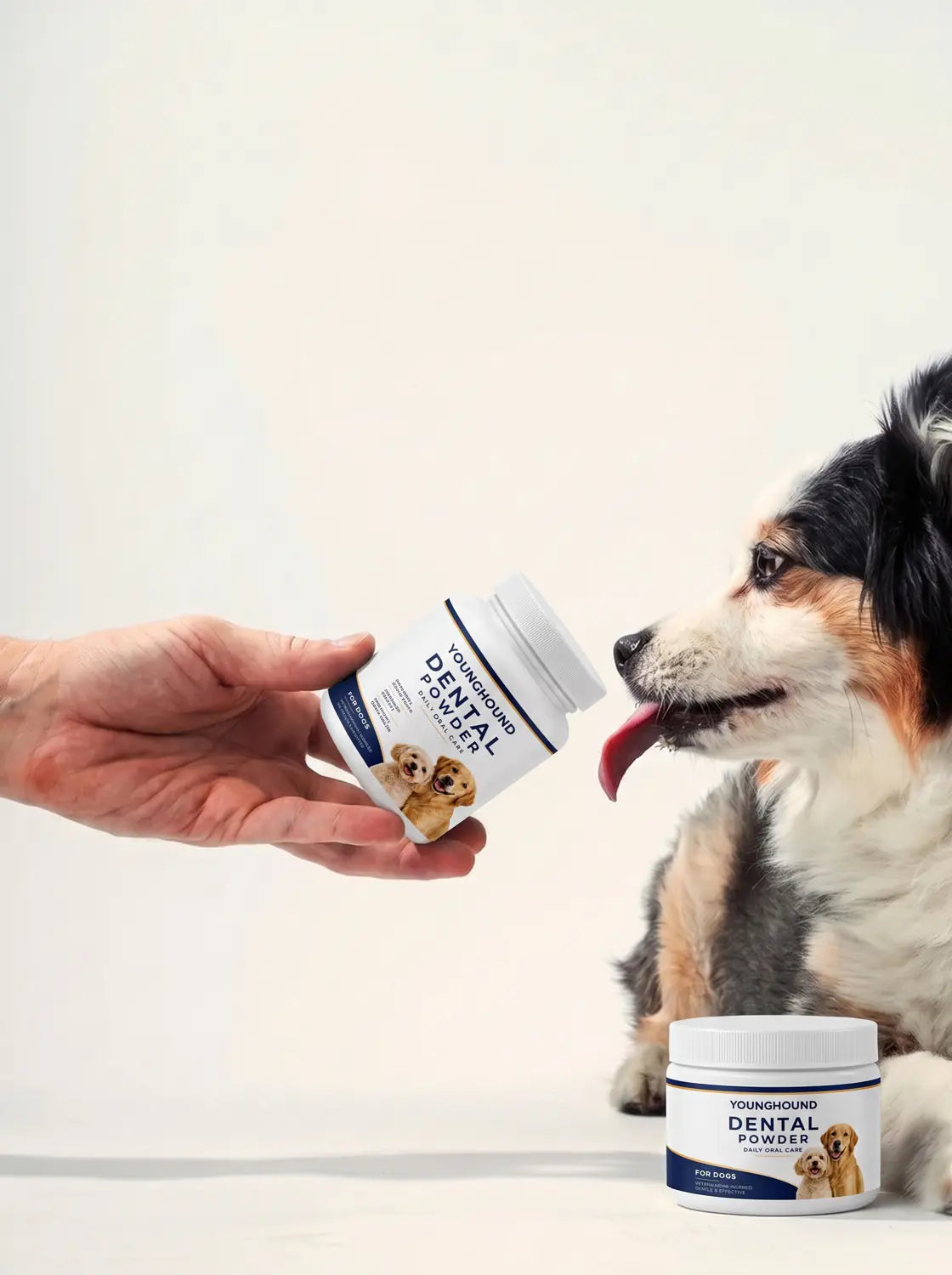 A hand tilting the open jar of Young Hound Dental Powder toward an Australian shepherd
