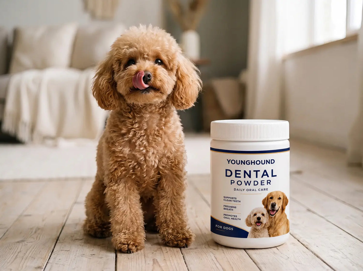 Apricot poodle licking its nose beside a jar of dental powder