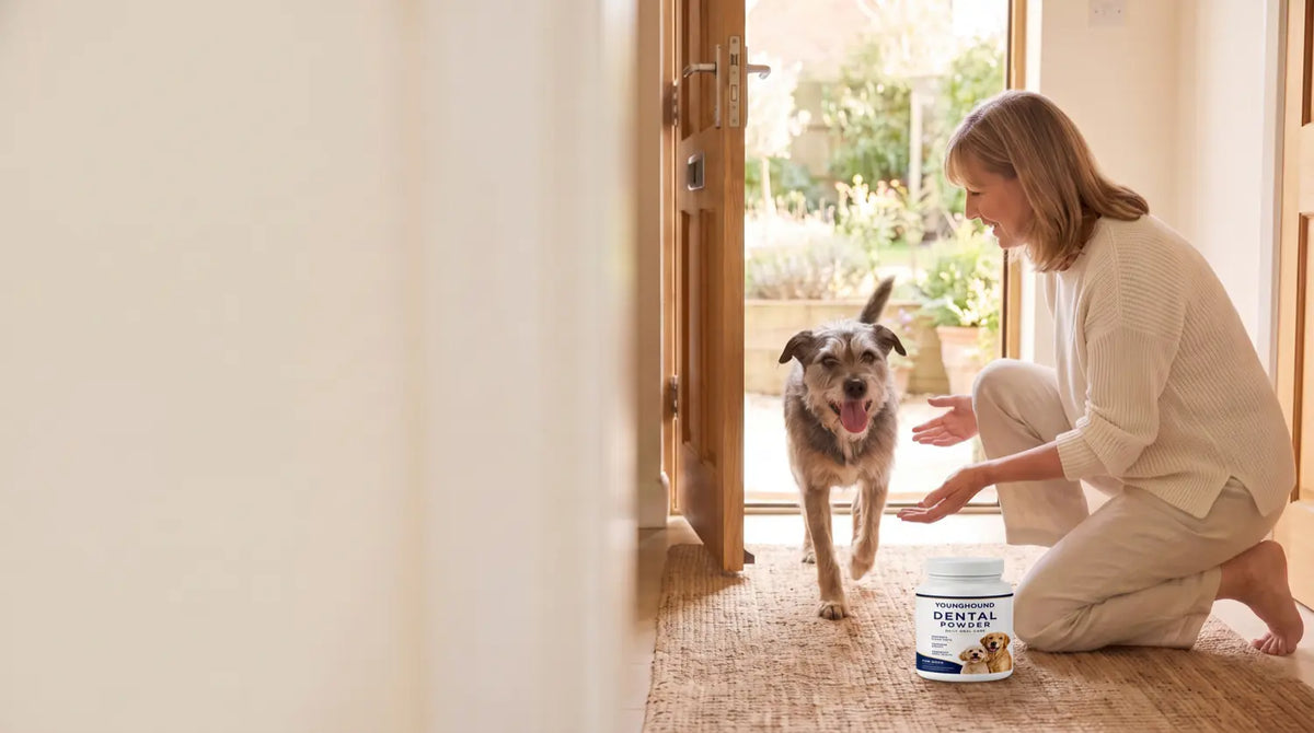 A senior terrier trotting in from the garden into its owner's hands