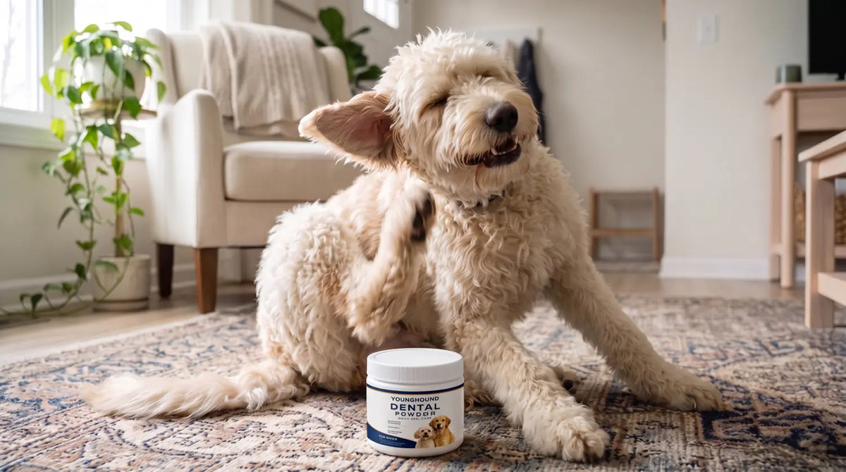 A grey-muzzled terrier scratching its ear on the kitchen floor