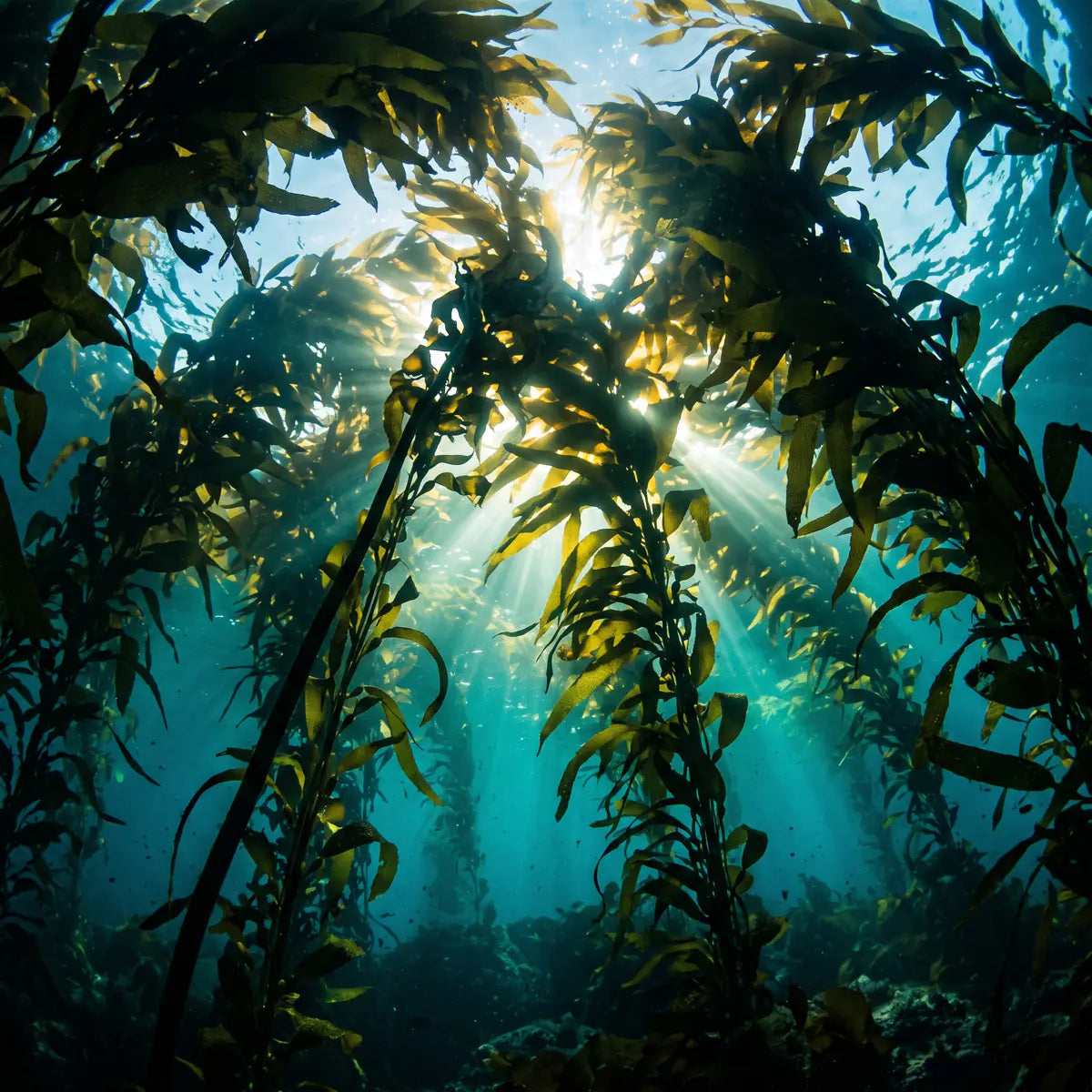 Sunlight filtering through an underwater kelp forest