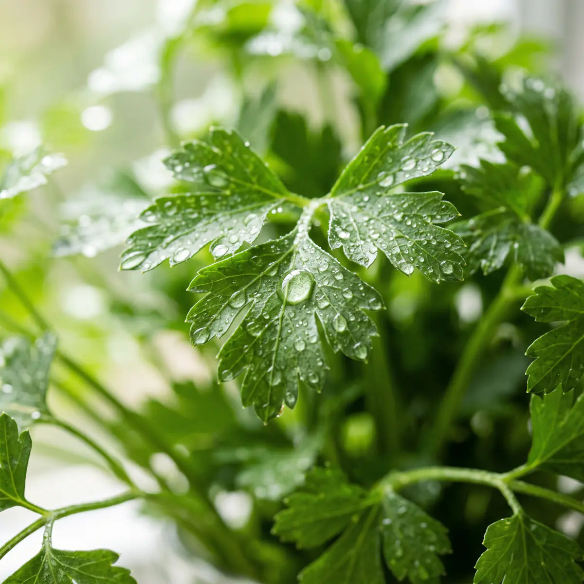 Close-up of fresh flat-leaf parsley