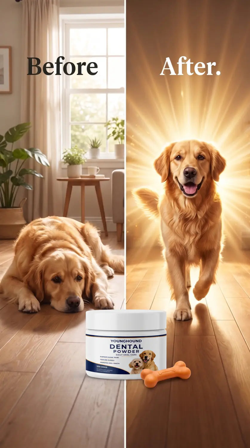 Before and after: a listless dog, then the same dog trotting