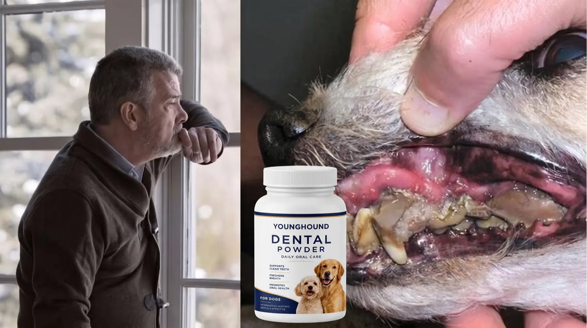 Close view of a dog's teeth with heavy tartar