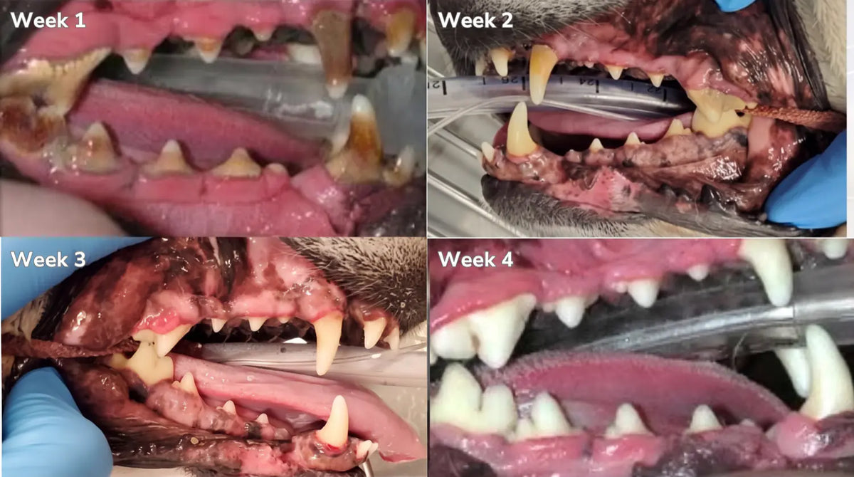 Week by week timeline of the improvement