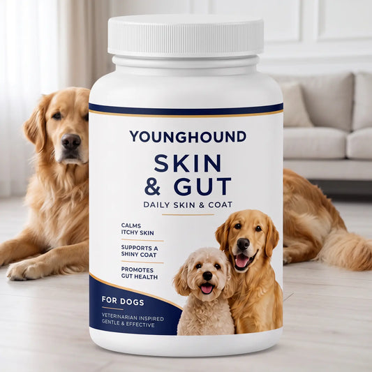 The Young Hound YH-02 Skin & Gut jar in a living room, a calm dog lying behind it